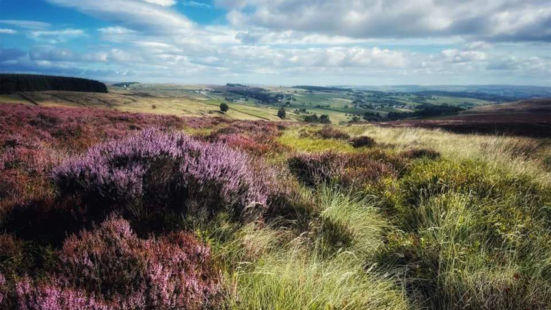 004_Harbour Lodge Heather